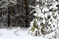 Three lonely little fir-trees covered by snow on background of dark mysterious miracle winter forest. Beautiful frozen