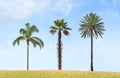 Three lonely palm trees