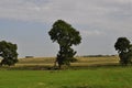 Three lonely tree in the middle of the field