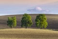 Three lonely trees on wavy ground