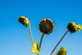 Three long green stems with dead sunflowers. There is a blue cloudless sky in the background. Royalty Free Stock Photo