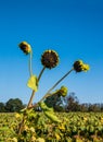 Three long green stems with dead sunflowers. There is a blue cloudless sky in the background. Royalty Free Stock Photo