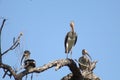 Long beaked, long legged birds in tree with blue sky