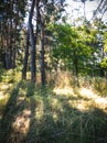 Three long shadows fall across the tall grass from pine trees intertwined with one another. In the background, rays of mornng. Royalty Free Stock Photo