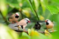 Three long-tailed finch birds