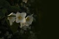 Three loose jasmine flowers with white petals on a green branch with leaves Royalty Free Stock Photo