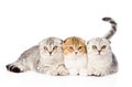 Three lop-eared scottish cats together looking at camera. isolated Royalty Free Stock Photo