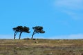 Three lopsided pine trees on blue sky background