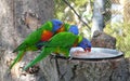 Three lorikeets Royalty Free Stock Photo