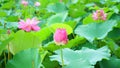 Three lotus flowers and bud are blosming in summer