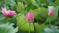 Three lotus flowers and bud are blosming in summer