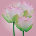 Three lotus flowers, vector with any scaling.