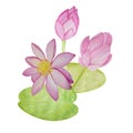 Three lotus flowers on a white background.