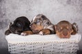 Three Louisiana Catahoula Leopard Dogs puppies on gray background Royalty Free Stock Photo