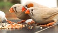 Three love birds eating the corn seed