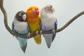 Three lovebirds are perched on a tree branch.