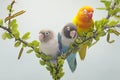 Three lovebirds are perched on a tree branch overgrown with vines.