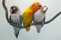 Three lovebirds are perched on a tree branch.