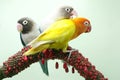 Three lovebirds are perched on the weft of the anthurium flower.