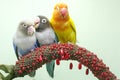 Three lovebirds are perched on the weft of the anthurium flower.