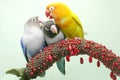 Three lovebirds are perched on the weft of the anthurium flower.