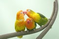 Three lovebirds are perched on the weft of the anthurium flower.