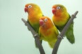 Three lovebirds are perched on the weft of the anthurium flower.