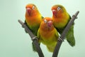 Three lovebirds are perched on the weft of the anthurium flower.