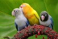 Three lovebirds are perched on the weft of the anthurium flower.