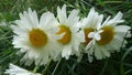 Three Lovely dandelions