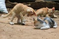 three lovely fluffy kittens playing Royalty Free Stock Photo