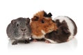 Three lovely guinea pigs playing Royalty Free Stock Photo