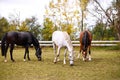 Three horses together outside Royalty Free Stock Photo