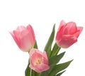 Three lovely pink tulips Royalty Free Stock Photo