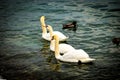 Three lovely swans Royalty Free Stock Photo