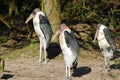 Three marabou storks, leptoptilos crumeniferus