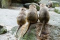 Three Macaque Monkeys