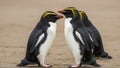 Three Macaroni Penguins Standing Together on Sandy Beach Royalty Free Stock Photo