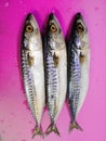 Three mackerel ready for the recipe