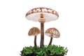 Three Macrolepiota procera