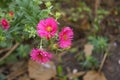 Three magenta-colored flowers of Michaelmas daisies in mid October Royalty Free Stock Photo