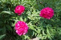 Three magenta flowers of Paeonia officinalis