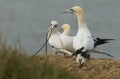 Three magnificent Gannet Morus bassanus standing on the edge of a cliff, one of the Gannets has a long piece of nesting material Royalty Free Stock Photo