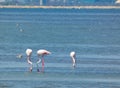 Three magnificent greater flamingos and other various birds in their natural environment in the Camargue regional natural park in