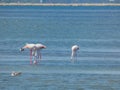 Three magnificent greater flamingos and other various birds in their natural environment in the Camargue regional natural park in