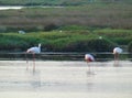 Three magnificent greater flamingos in their natural environment in the Camargue regional natural park in Provence