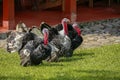 Three magnificent male turkeys with impressive plumage in a garden, Manizales, Colombia