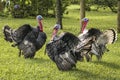 Three magnificent male turkeys with impressive plumage on green grass, Manizales, Colombia