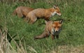 Three magnificent wild Red Fox Vulpes vulpes hunting for food to eat in the long grass.