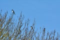 3 magpies in a tree. `3 for a girl`